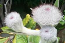 Oldeburgia grandis flower heads